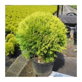 Туя Міріам продам саджанець, висота 20-25 см, продам тую Mirjam