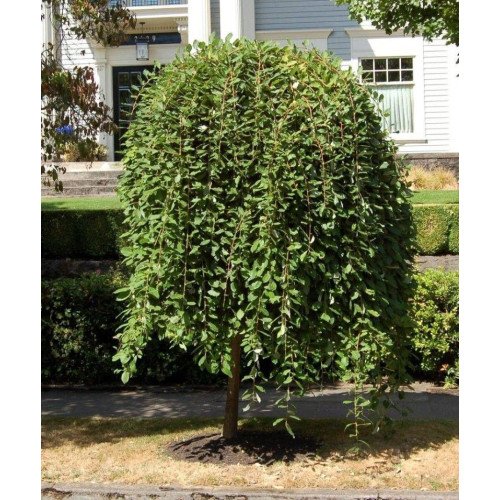 Верба Пендула продам саджанець, штамб, висота 130-150см, продам саджанець верби Pendula