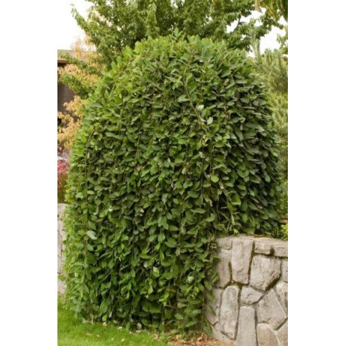 Верба Кілмарнок продам саджанець, висота 140-160 см, продам вербу Kilmarnock